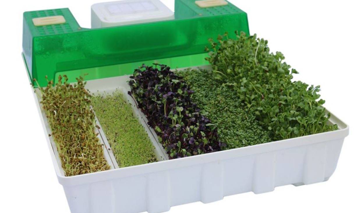EasyGreen sprouter three-quarter view