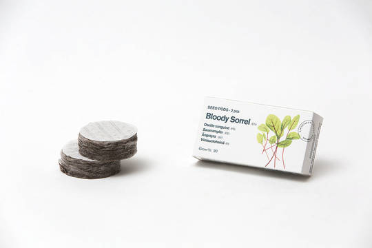 Tregren Herbie and Genie seed pods bloody sorrel