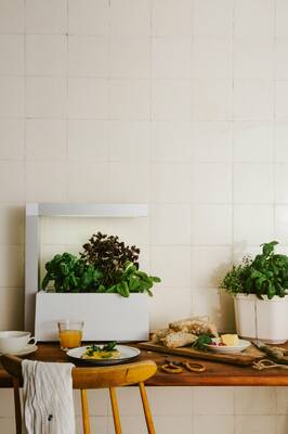 Tregren Herbie hydroponic indoor garden kitchen